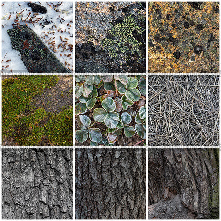 Set of natural textures. Nature objects close-up: trunks and bark of trees, foliage of plants, surface of stones, grass, moss and lichen, hoarfrost and snow. Backgrounds collection for design. Стоковое фото, фотограф Андрей Степанов / Фотобанк Лори