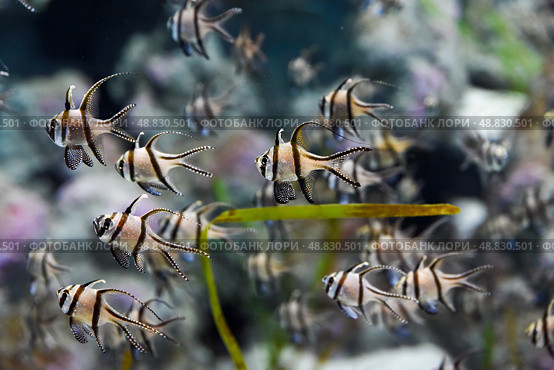 Several Banggai cardinalfish with striped silver bodies and long black fins swim in a tropical aquarium in Singapore. Close view of the peaceful species. Стоковое фото, фотограф Татьяна Терехина / Фотобанк Лори