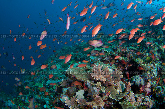 Several species of small schooling fish feeding on plankton above hard corals. VW Pics/Stocktrek Images/TASS. Стоковое фото, агентство ТАСС / Фотобанк Лори