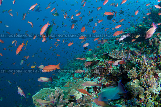 Several species of small schooling fish feeding on plankton above hard corals. VW Pics/Stocktrek Images/TASS. Стоковое фото, агентство ТАСС / Фотобанк Лори