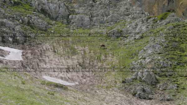Северный Кавказ, гора Оштен. Кавказские серны на склоне горы. North Caucasus, Mount Oshten. Caucasian chamois (Rupicapra rupicapra caucasica) on the mountainside. (2021 год). Редакционное видео, видеограф Евгений Романов / Фотобанк Лори