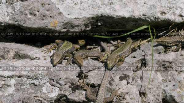 Северный Кавказ. Кавказская ящерица в период размножения. North Caucasus. Caucasian lizards (Darevskia caucasica) during the breeding season. Стоковое видео, видеограф Евгений Романов / Фотобанк Лори