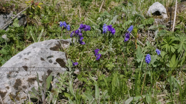 Северный Кавказ. Плато Лаго-Наки. Полевые цветы среди камней. North Caucasus. Lago-Naki Plateau. Wildflowers among the stones. Стоковое видео, видеограф Евгений Романов / Фотобанк Лори