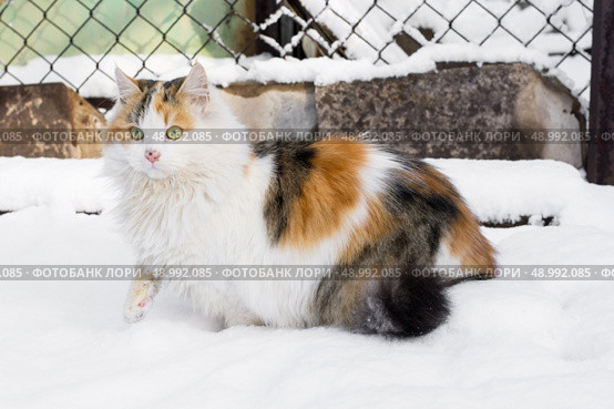 shaggy cat masked in the snow. Стоковое фото, агентство Ingram Publishing / Фотобанк Лори