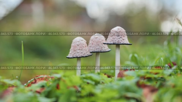 Shaggy ink cap mushrooms emerging from grassy ground, displaying fragile, elongated dark colored caps. Стоковое видео, видеограф Mikhail Davidovich / Фотобанк Лори