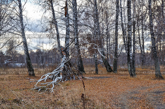 Шалаш в лесу, построенный детьми. Сибирь. Тюменская область. Стоковое фото, фотограф Александр Тараканов / Фотобанк Лори