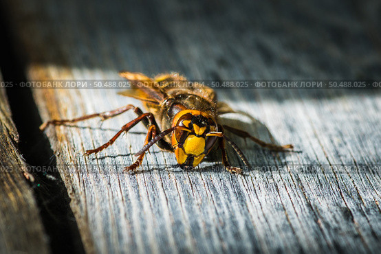 Шершень (Vespa crabro) на на старой доске в солнечный летний день. Стоковое фото, фотограф Андрей Пустякин / Фотобанк Лори