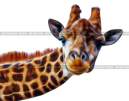 Шея и голова жирафа на белом фоне. Neck and head of a giraffe on a white background. Стоковое фото, фотограф Татьяна Д / Фотобанк Лори