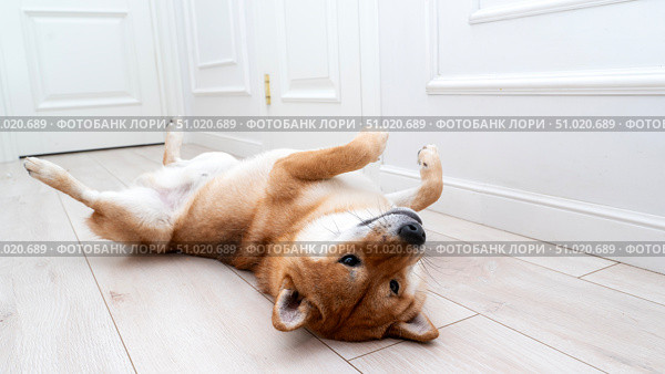 Shiba Inu dog lying funny on the floor. Стоковое фото, фотограф Igor Skripachev / Фотобанк Лори
