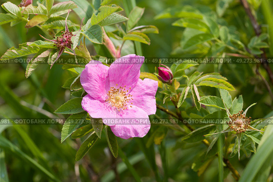 Шиповник майский (Rosa majalis) Стоковое фото, фотограф Ирина Яровая / Фотобанк Лори