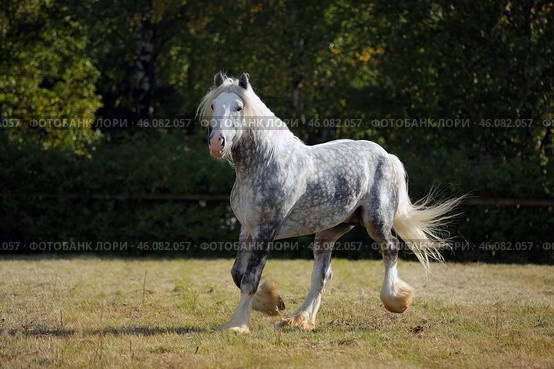 Shire Draft Horse stallion galloping in summer evening. Серый в яблоках конь упряжной породы шайр бежит рысью в паддоке, летний вечер. Стоковое фото, фотограф Михаил Кондрашов / Фотобанк Лори