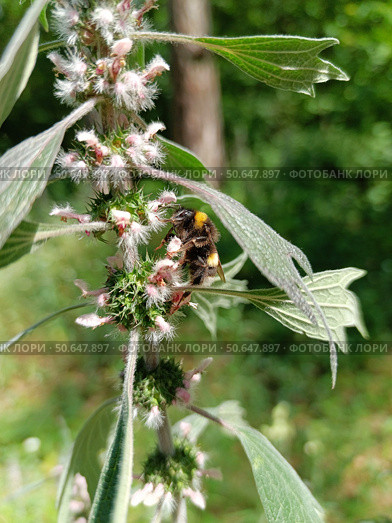 Шмель с впечатляюще длинным языком сидит на цветках.Bombus. Пустырник сердечный (Leonurus cardiaca) Стоковое фото, фотограф Елена Рассоха / Фотобанк Лори