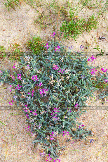 Shore of Baikal Lake. Unusual rare wild pink flowers Oxytropis lanata with pubescent gray-green leaves grow on sandy beach of Saraiskiy Bay on Olkhon Island on August day. Top view, close-up. Стоковое фото, фотограф Виктория Катьянова / Фотобанк Лори