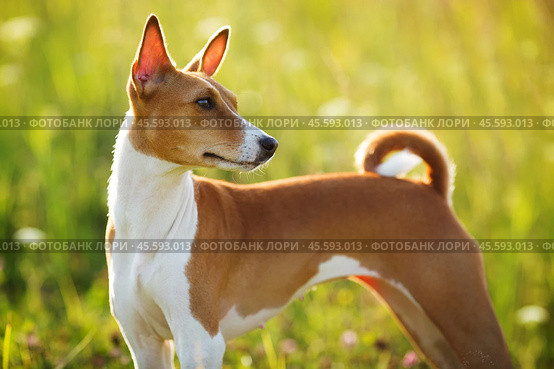 Short haired hunting dog stares somewhere. Стоковое фото, фотограф Дмитрий Киселёв / Фотобанк Лори
