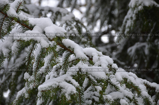 Short needles of a fir tree. Стоковое фото, фотограф Andrew_Swarga / Фотобанк Лори