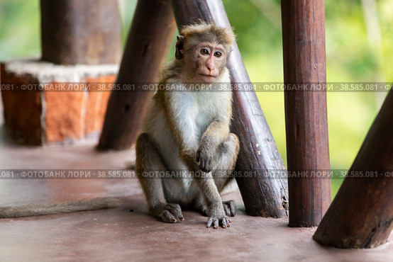 Шри-Ланка. Элла. Цейлонский макак - примат семейства мартышковых. Sri Lanka. Ella. The Ceylon macaque isa primate of the marmoset family. (2022 год). Стоковое фото, фотограф Алексей Смышляев / Фотобанк Лори