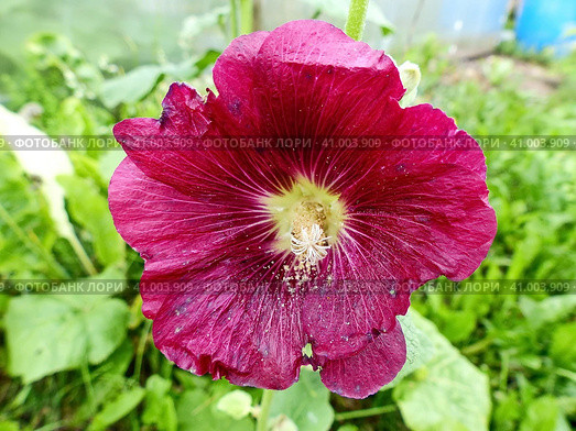 Штокроза (Alcea) — род цветковых растений семейства Мальвовые (Malvaceae), включающий около 80 видов. Многолетние, двулетние, редко однолетние травянистые растения. Стоковое фото, фотограф Сергей Елизарьев / Фотобанк Лори