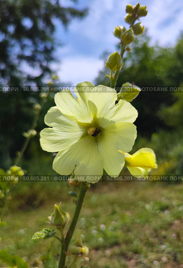 Штокроза (шток-роза) крымская (лат. Alcea taurica) Стоковое фото, фотограф Ирина / Фотобанк Лори