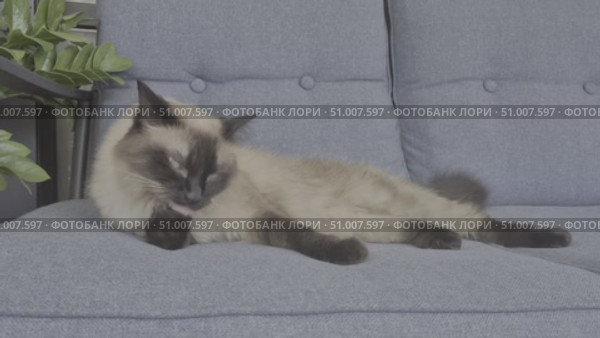Siamese cat resting on gray couch near green indoor plant. Стоковое видео, видеограф Tatiana Malinsky / Фотобанк Лори