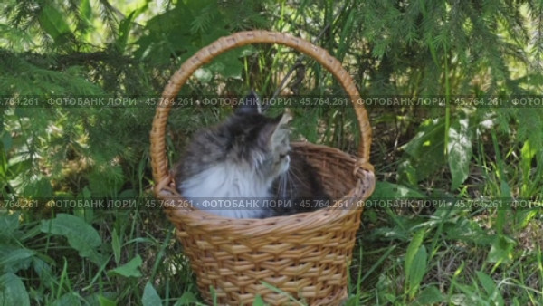 Siberian kitten in basket. Стоковое видео, видеограф Михаил Коханчиков / Фотобанк Лори