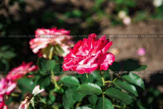 Side view of blooming pink and white Prince de Monaco floribunda rose with more flowers in the blurred background of a lush summer garden. Стоковое фото, фотограф Татьяна Терехина / Фотобанк Лори