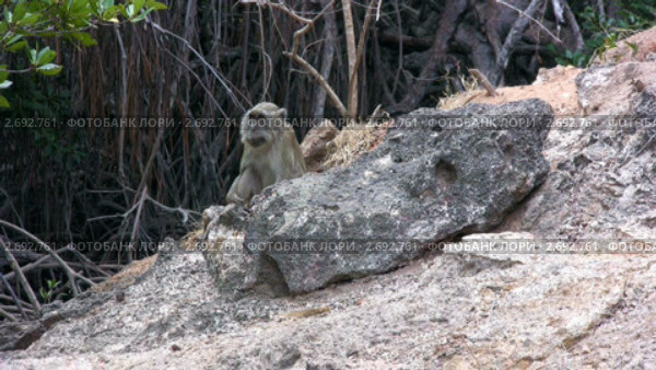 Сидящая длиннохвостая макака (Macaca fascicularis), Комодо, Индонезия. Стоковое видео, видеограф Ростислав Агеев / Фотобанк Лори