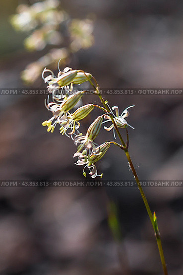 Silene sobolevskajae Czerep. (семейство Caryophyllaceae) - Смолёвка Соболевской. Кош-Агачский район горного Алтая. Стоковое фото, фотограф Евгений Мухортов / Фотобанк Лори