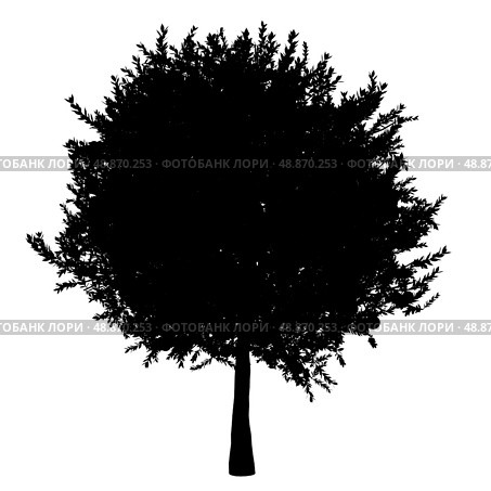 silhouette of orange tree isolated on white background. Стоковое фото, агентство Ingram Publishing / Фотобанк Лори