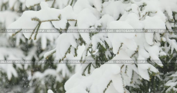 Сильный снегопад в лесу. Метель. Стоковое видео, видеограф Nobilior / Фотобанк Лори