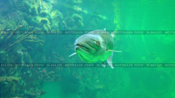 Silver carp from the genus of freshwater fish. Стоковое видео, видеограф Потийко Сергей / Фотобанк Лори