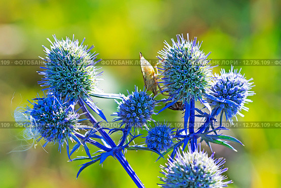 Синеголовник плоский (Eryngium planum) Стоковое фото, фотограф Евгений Мухортов / Фотобанк Лори