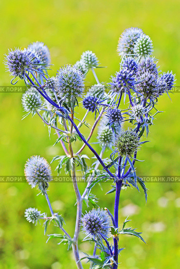 Синеголовник плосколистный или плоский (Eryngium planum) — многолетнее растение, вид рода Синеголовник (Eryngium) семейства Зонтичные (Umbelliferae) Стоковое фото, фотограф Евгений Мухортов / Фотобанк Лори