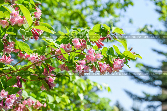 Single blooming branch of pink Weigela florida reaching into the sky, contrasting soft flowers with a clear background, ideal for spring or floral themes. Стоковое фото, фотограф Татьяна Терехина / Фотобанк Лори