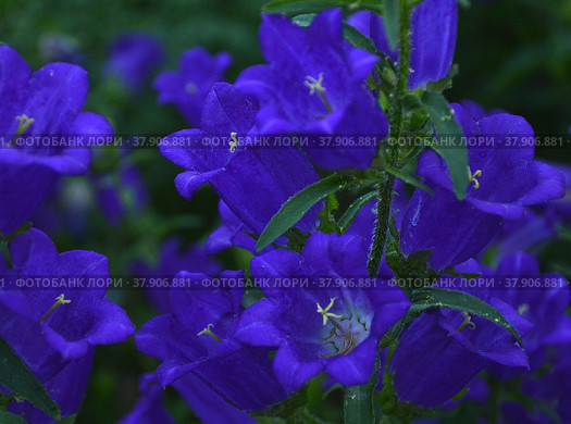 Синие цветы колокольчика среднего Campanula medium сорта "Чашка с блюдцем" Стоковое фото, фотограф Елена Елистратова / Фотобанк Лори