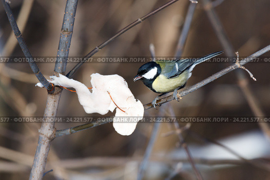 Синица большая. Great Tit (Parus major). Стоковое фото, фотограф Василий Вишневский / Фотобанк Лори