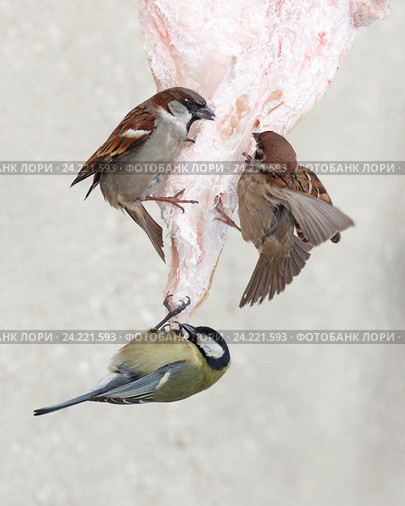 Синица большая и воробьи. Great Tit (Parus major). Стоковое фото, фотограф Василий Вишневский / Фотобанк Лори