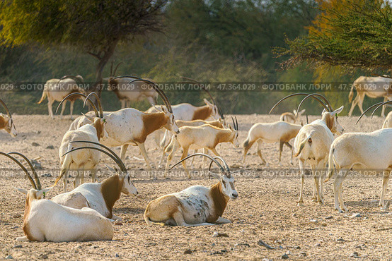 Sir Bani Yas Island, United Arab Emirates - Jan 18 2024, close-up view of a herd of saber-horned antelopes, or Saharan oryx, resting in field at daytime, in a safari parkSir Bani Yas Island, UAE. Стоковое фото, фотограф Сергей Богомяко / Фотобанк Лори