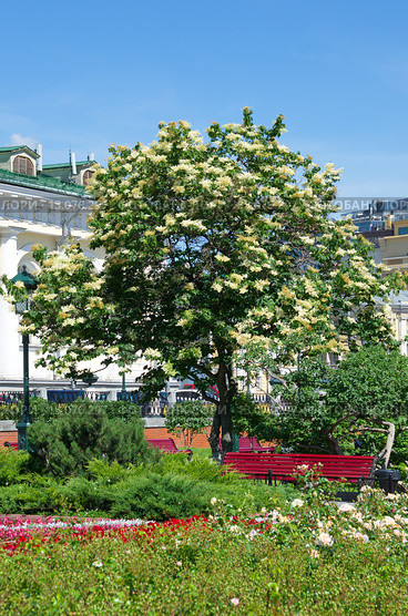 Сирень амурская (лат. Syringa amurensis) в ландшафте Александровского сада (2015 год). Стоковое фото, фотограф Елена Коромыслова / Фотобанк Лори