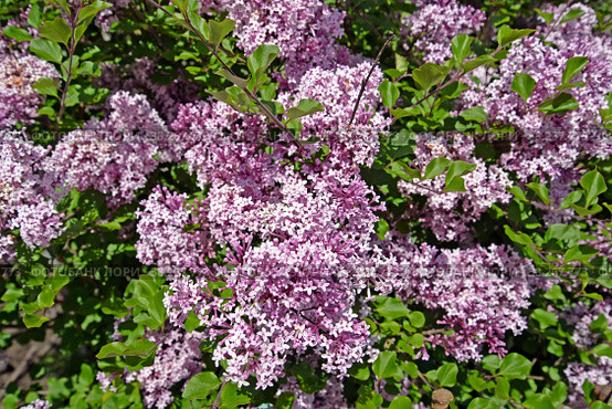 Сирень мелколистная Superba  (Syringa microphylla Superba). Цветение. Стоковое фото, фотограф Ирина Борсученко / Фотобанк Лори