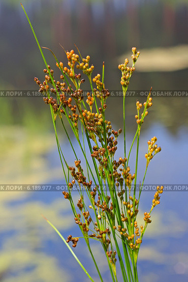 Ситник (Juncus) — цветковое растение семейства Ситниковые (Juncaceae). Дикорастущие растения Сибири. Стоковое фото, фотограф Евгений Мухортов / Фотобанк Лори