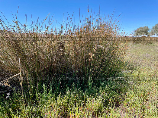 Ситник морской (Juncus maritimus Lam.), Солерос солончаковый (Salicornia perennans Willd.). Растительность на берегу соленого Озеро Чокрак. Керченский полуостров, Крым, Россия. Стоковое фото, фотограф Щеголева Ольга / Фотобанк Лори