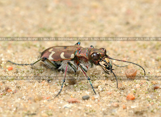 Скакун (Cicindela hybrida) Стоковое фото, фотограф Владимир Блинов / Фотобанк Лори