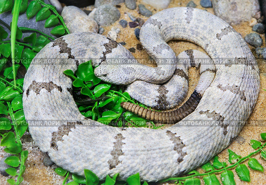 Скальный гремучник Rock Rattlesnake. Стоковое фото, фотограф Галина Савина / Фотобанк Лори