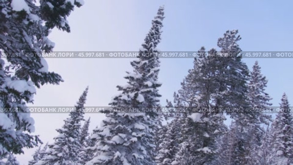 Сказочный зимний лес. Стоковое видео, видеограф Степан Столбовский / Фотобанк Лори