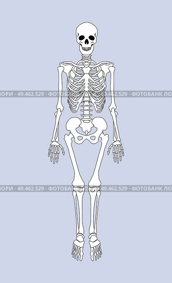 Skeleton of human body, skeletal system supporting organism part vertebrae, skull and rib cage, legs arms internal framework, vector illustration. Skeleton of Human Body Vector Illustration. Стоковая иллюстрация, агентство Ingram Publishing / Фотобанк Лори