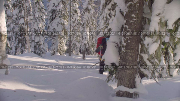 Ski tour in Siberia. A man skiing in a snowy forest. Стоковое видео, видеограф Chudakov_Ivan / Фотобанк Лори