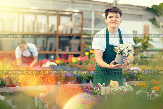 Skilled young male worker holding Iberis Sempervirens flower in pot in greenhouse. Стоковое фото, фотограф Яков Филимонов / Фотобанк Лори