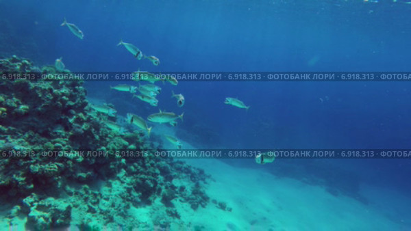 Скумбрия в Красном море. Стоковое видео, видеограф Михаил Коханчиков / Фотобанк Лори