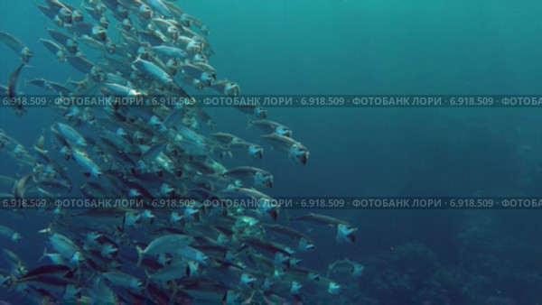 Скумбрия в Красном море. Стоковое видео, видеограф Михаил Коханчиков / Фотобанк Лори