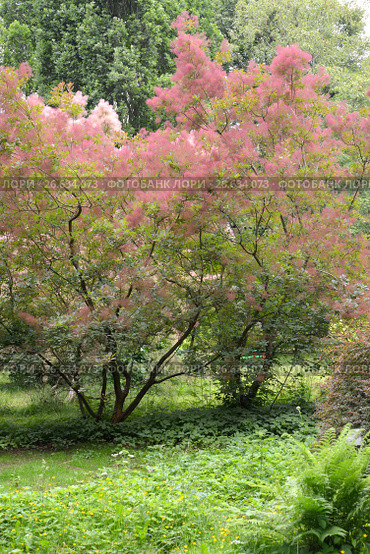 Скумпия кожевенная (Cotinus coggygria Scop.) с розовыми волосками. Стоковое фото, фотограф Ирина Борсученко / Фотобанк Лори